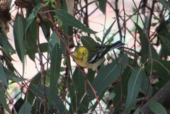 Setophaga occidentalis