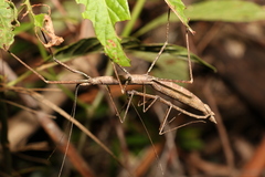 Candovia granulosa