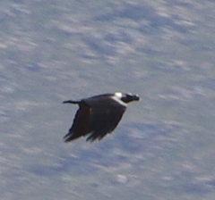 Corvus albicollis