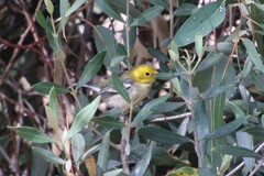 Setophaga occidentalis