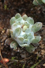 Actinobole
