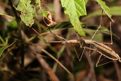 Candovia granulosa