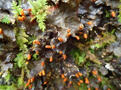 Peltigera polydactylon