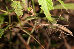 Candovia granulosa