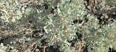 Atriplex hymenelytra