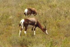 Damaliscus pygargus pygargus