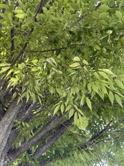 Zelkova serrata