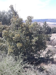 Crataegus azarolus var. aronia image