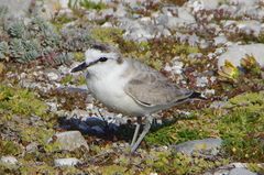 Charadrius marginatus