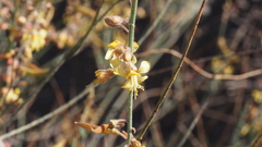 Hoffmannseggia microphylla