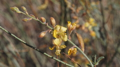 Hoffmannseggia microphylla
