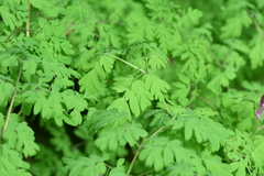 Corydalis scouleri