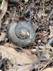 Powelliphanta traversi otakia