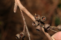 Eucalyptus pilularis