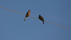 Zenaida macroura carolinensis