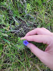 Echium vulgare
