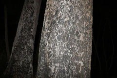 Eucalyptus pilularis