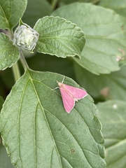 Pyrausta inornatalis
