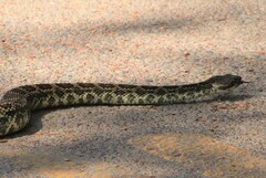 Crotalus oreganus helleri