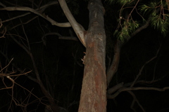 Eucalyptus pilularis