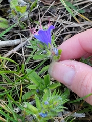 Echium vulgare