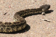 Crotalus oreganus helleri