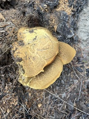 Buchwaldoboletus sphaerocephalus