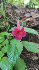 Achimenes pedunculata