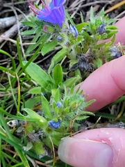 Echium vulgare