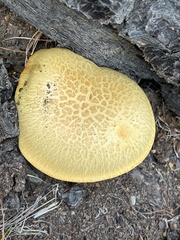 Buchwaldoboletus sphaerocephalus