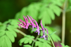 Corydalis scouleri