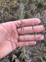 Limonium californicum