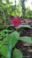Achimenes pedunculata