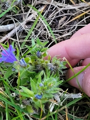 Echium vulgare