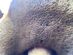 Buchwaldoboletus sphaerocephalus