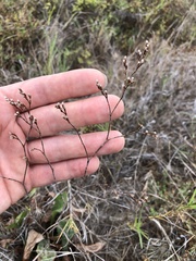 Limonium californicum