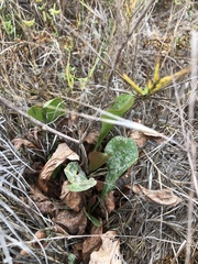 Limonium californicum