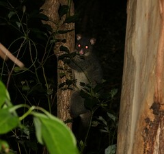 Trichosurus caninus