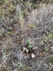 Limonium californicum