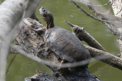 Actinemys marmorata pallida