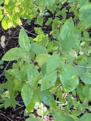 Lonicera canadensis