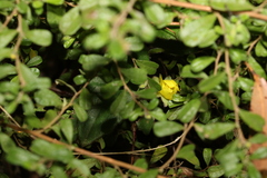 Hibbertia aspera