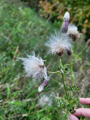 Cirsium arvense