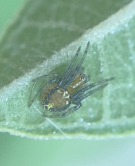Araneomorphae