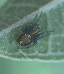 Araneomorphae