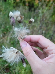 Cirsium arvense