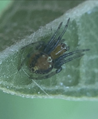 Araneomorphae