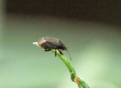 Stygnocoris rusticus