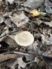 Ampulloclitocybe clavipes