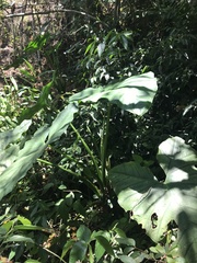 Xanthosoma